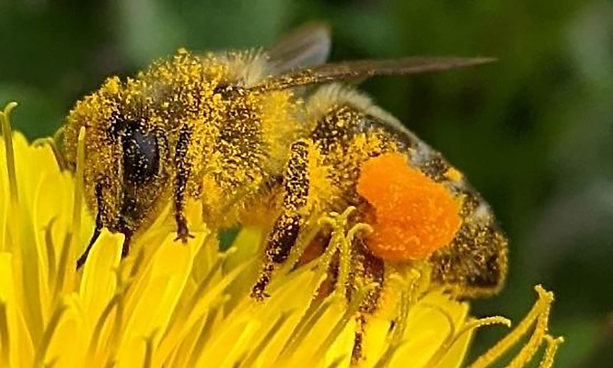 A close up view of a fuzzy insect with yellow flecks of pollen all over its body. It is sitting on a yellow flower.