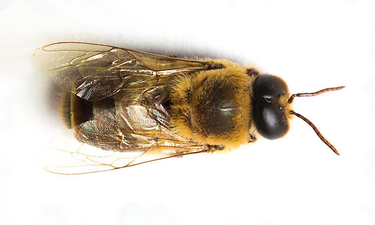 A top view of a black and golden-yellow bee. The bee has large black eyes that touch at the top of its head.