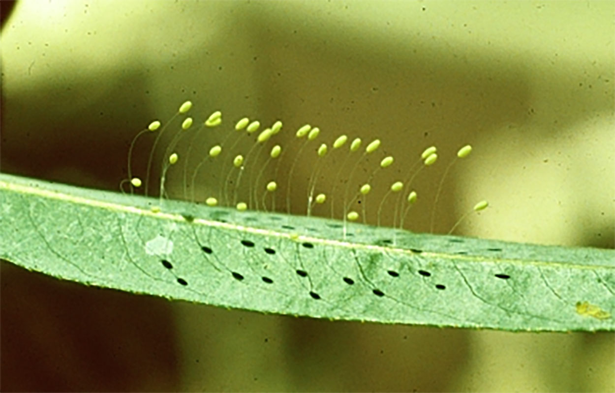 Tiny greenish white eggs attached to a leaf. The eggs are extended on individual threads.
