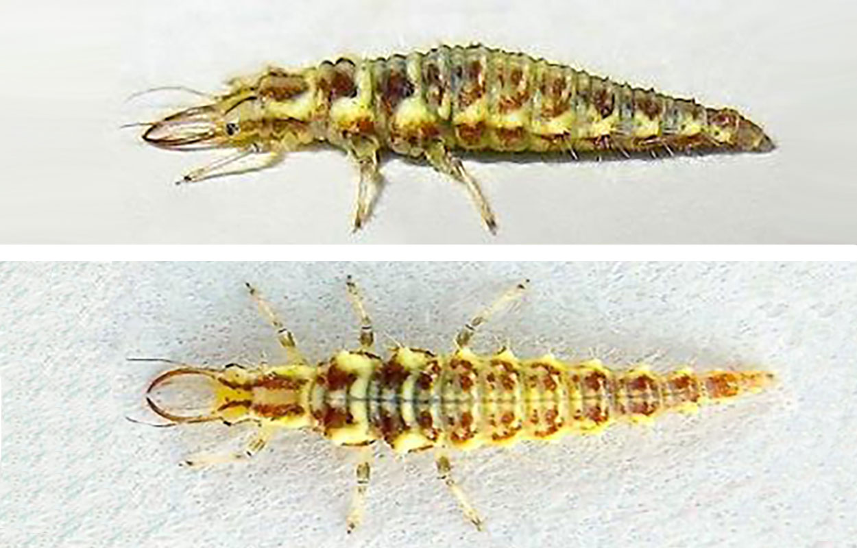 Multiple views of a green lacewing larva. The larva is creamy pale yellow with brown markings and has large mouthparts.