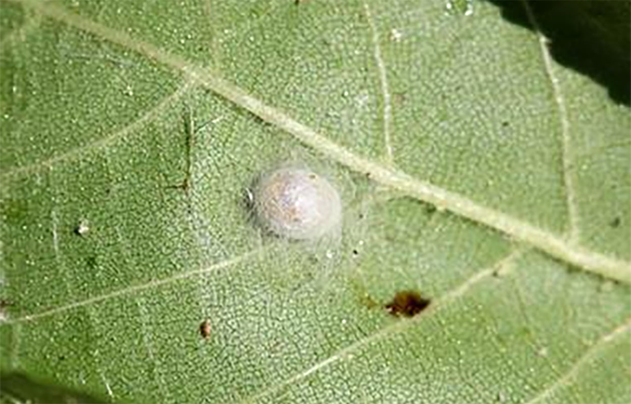 A green lacewing pupae inside of a white cocoon.