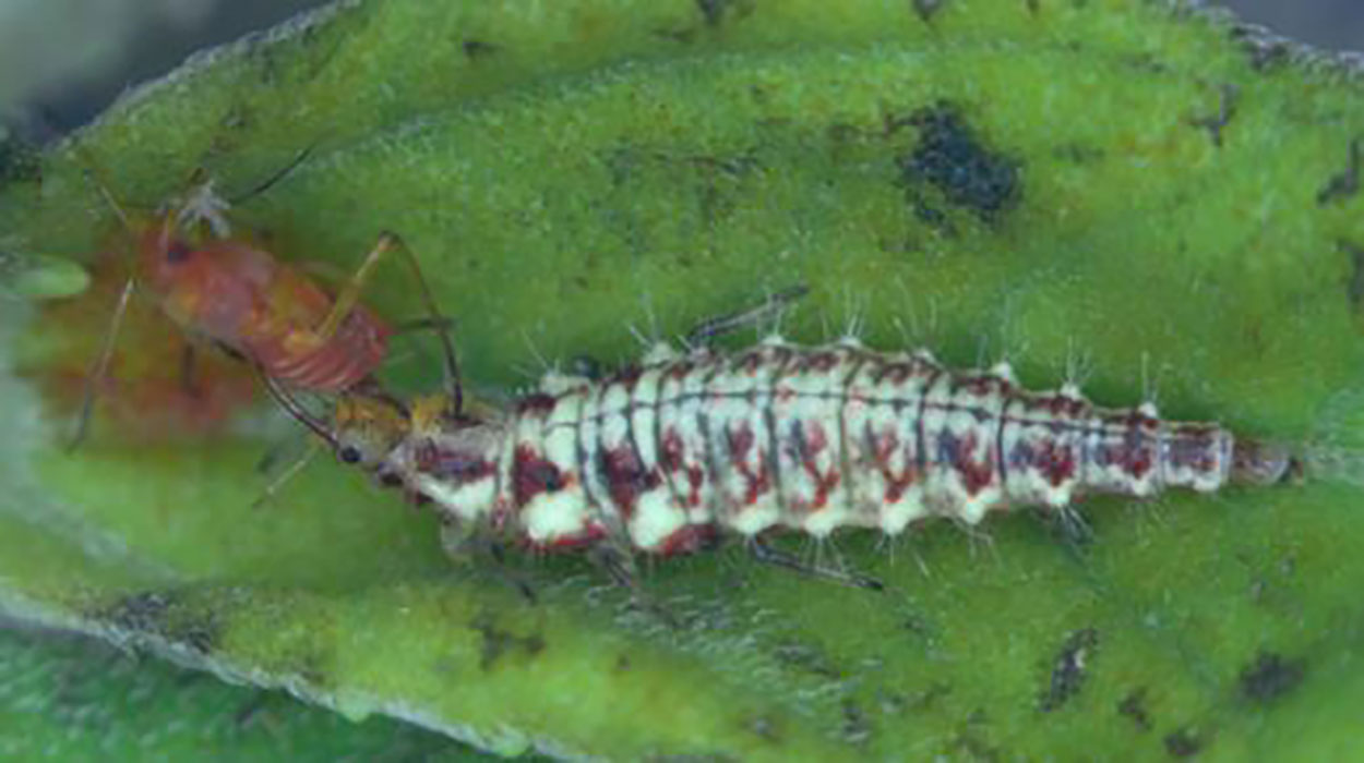A brown and white larva feeding on a pinkish red aphid.