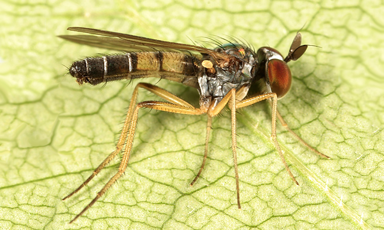 Small green long-legged fly » Manaaki Whenua