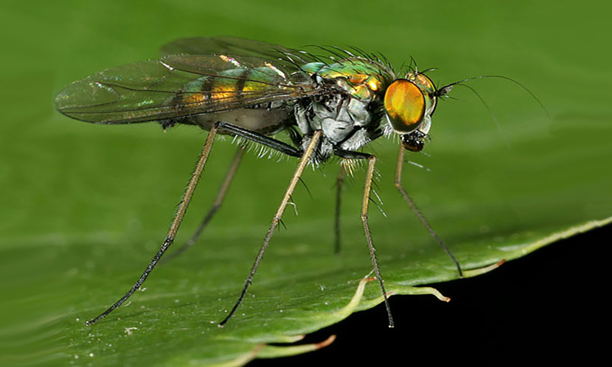 Flying Gems: Long-Legged Flies