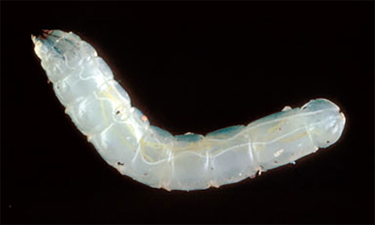 A creamy white fly larva.