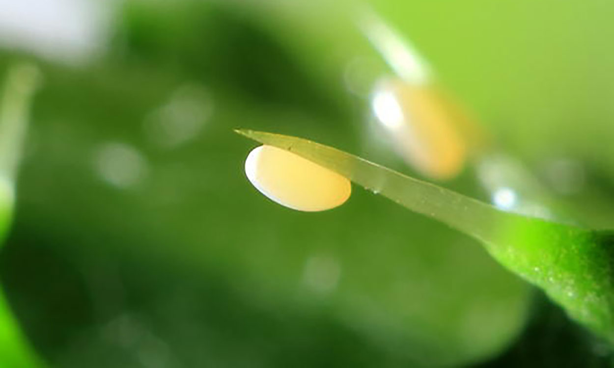A creamy yellow oblong-shaped egg on the pointy tip of a leaf. 