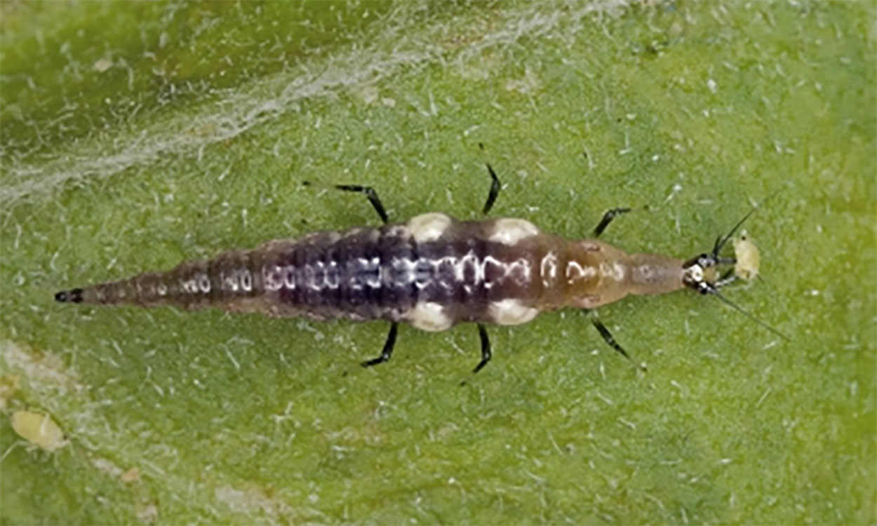 A long, slender larva with two white dots on each side of its body and pointy black legs. 