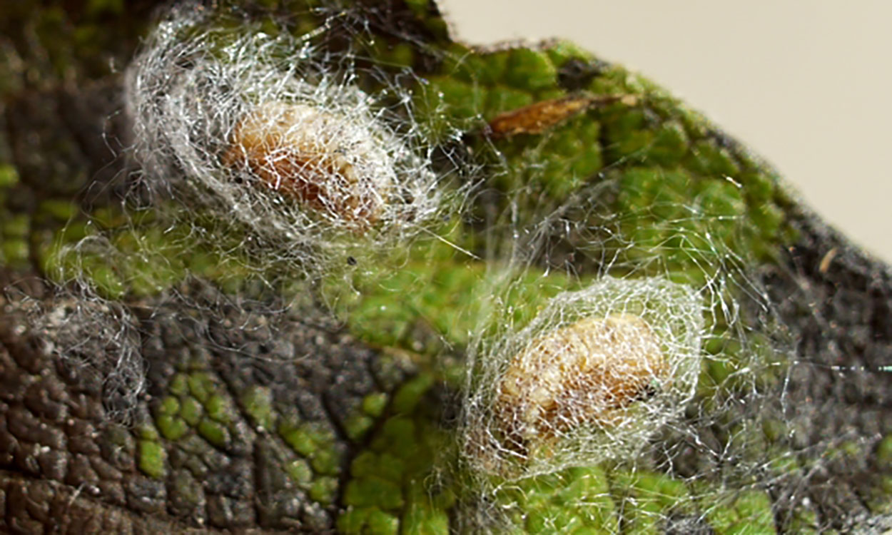 Two brown ovals covered in a gauzy white coating on a mottled green leaf.