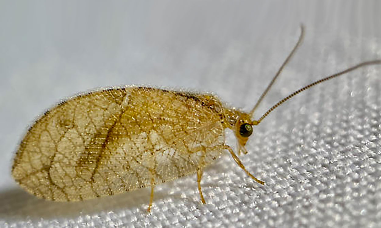 A side view of a slender tan insect with very long thin antennae and large netted wings.