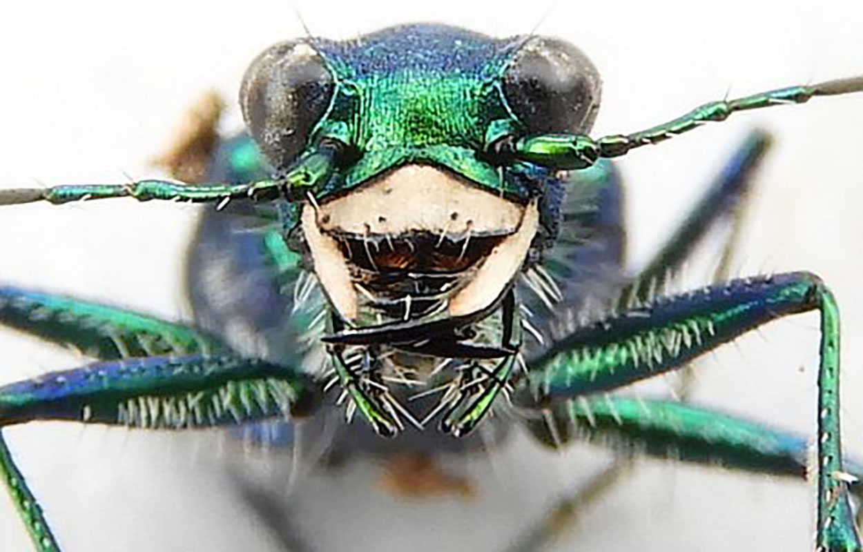 Close up of the head of a six-spotted tiger beetle with a metallic greenish-blue body and large creamy white and black mouthparts.