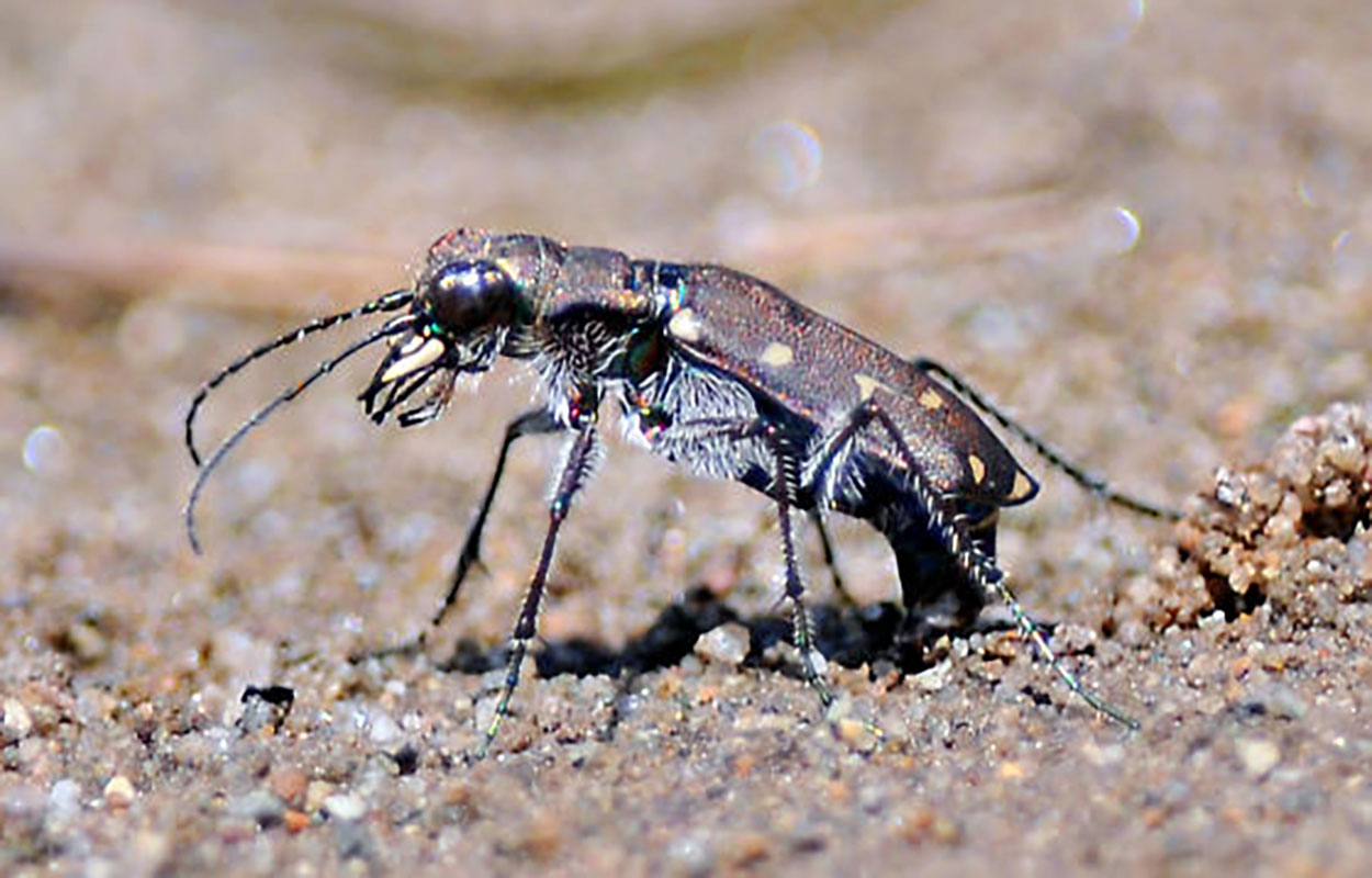 A female tiger beetle laying eggs in the sand.