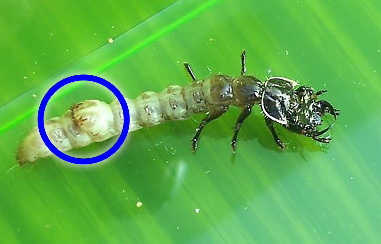 Larva with long creamy-white abdomen and black head and legs. The blue circle is showing the two hooks used to keep the larva secure in its burrow.