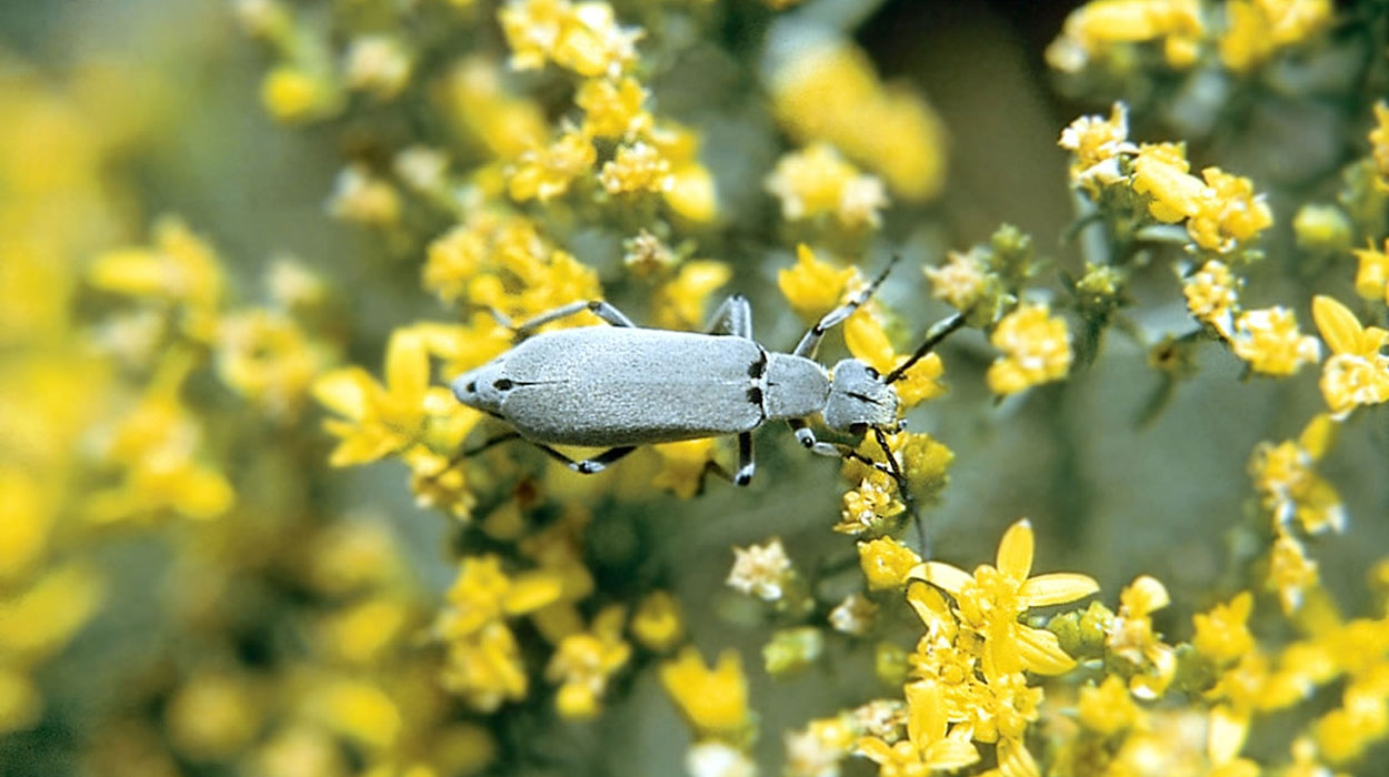 Gray beetle on yellow flowers.