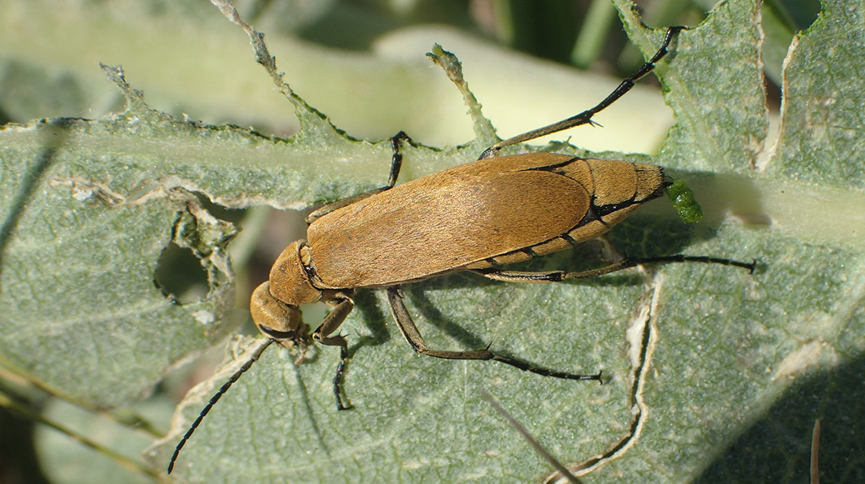 Orange-brown beetle feeding on a green leaf.