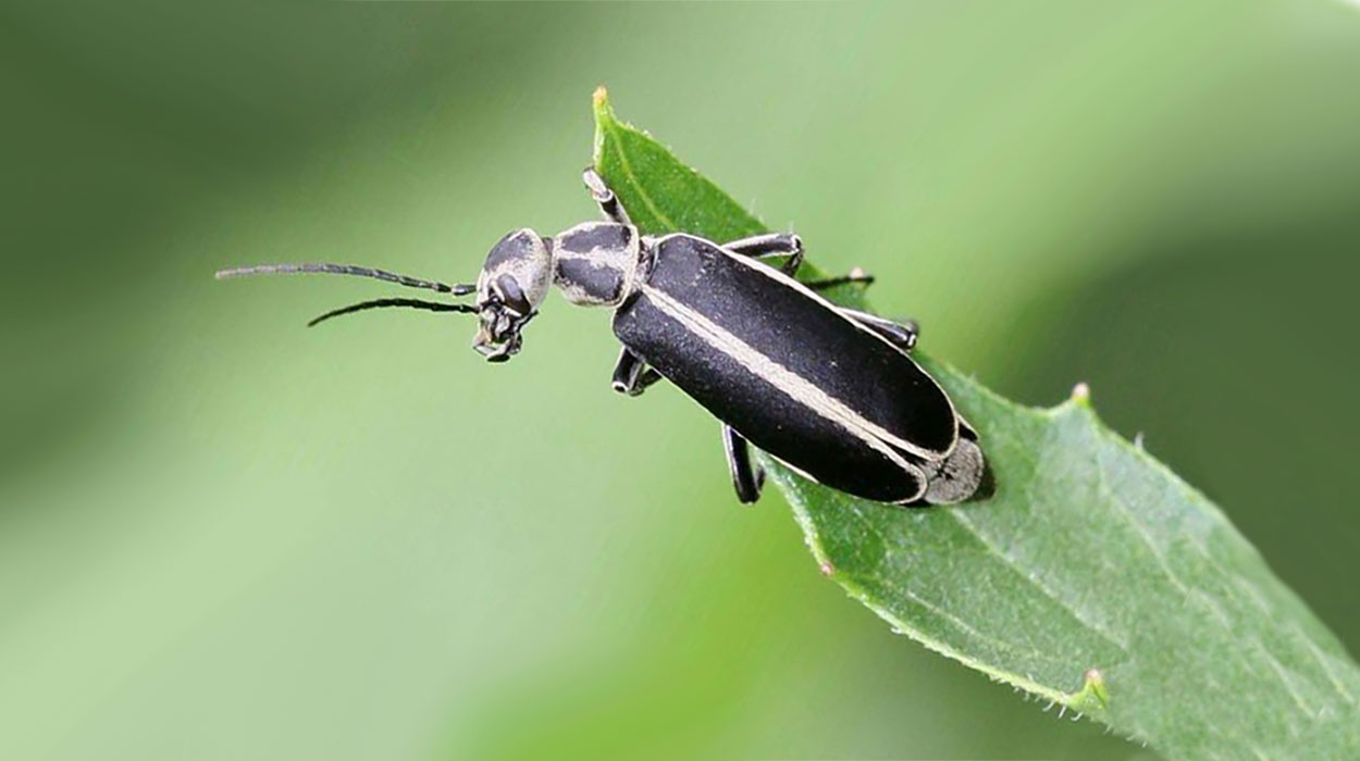 Black beetle with gray margins on green leaf.