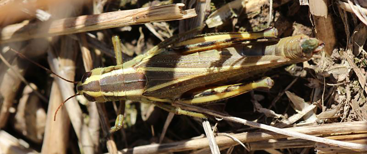 Tan grasshopper with light colored stripes on its back sitting on the soil surface.