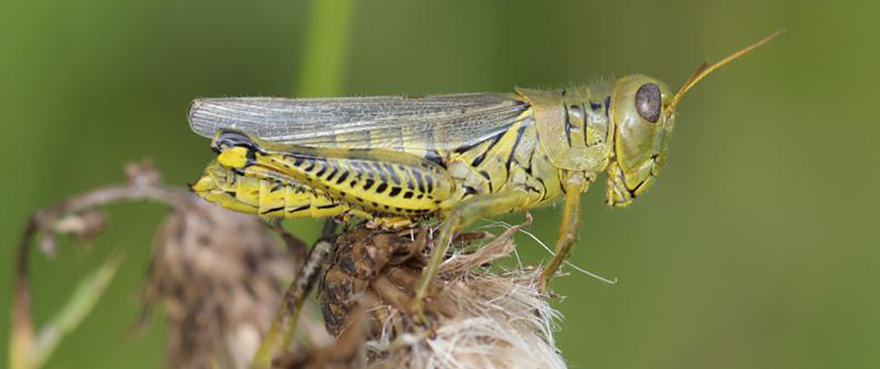 Large green grasshopper with black leg markings sitting on a thistle head.