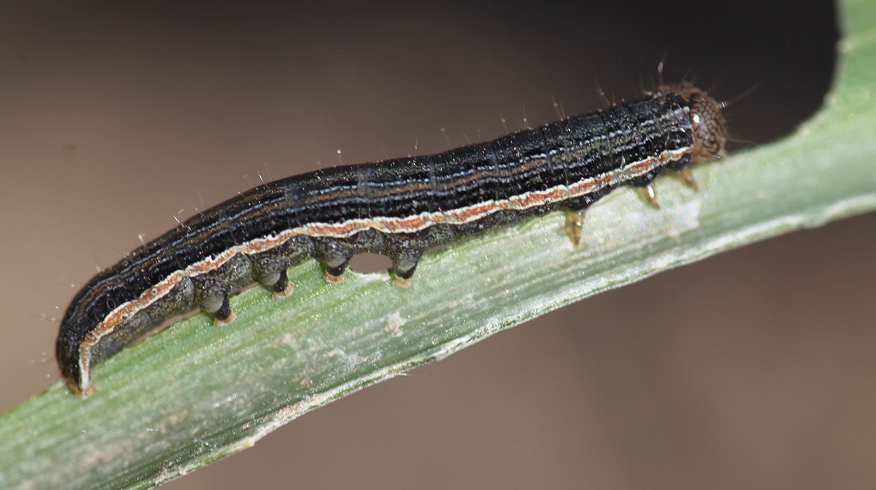 Dark green caterpillar with an orange stripe feeding on a corn leaf.