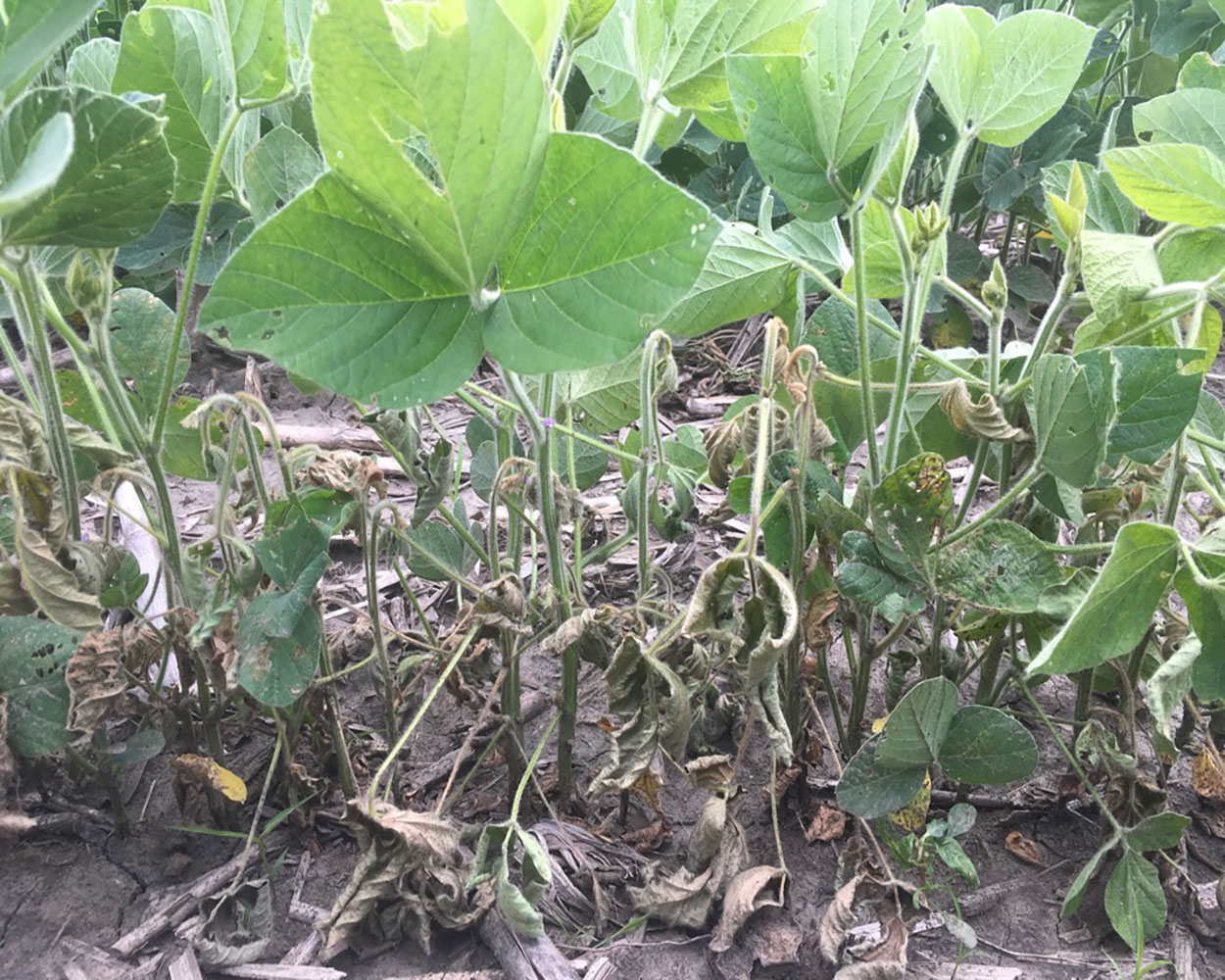 Green soybean with wilting/dying soybean within the same row.