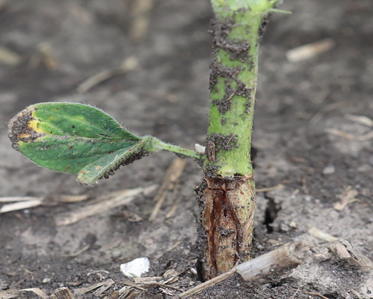Base of soybean stem with orange larvae present under the epidermis.