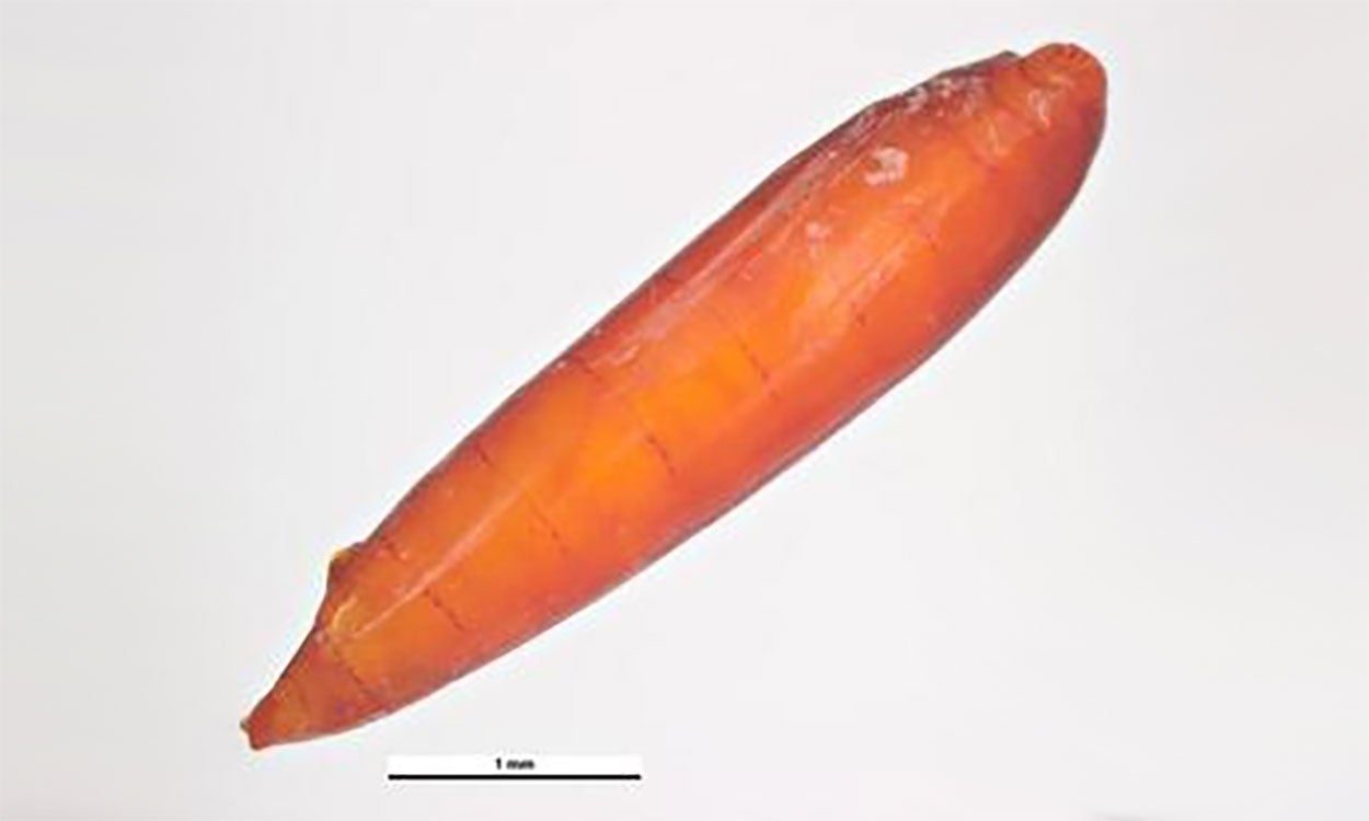 A reddish brown pupa that is tapered at one end.