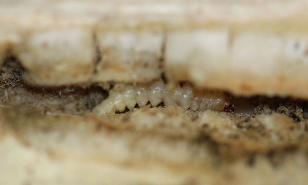 Accordion shaped white larvae with brown head in the center of a sunflower stem.