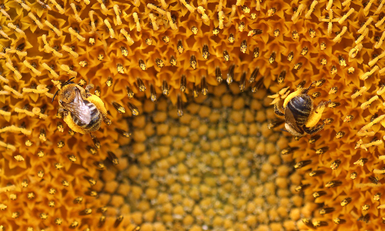 Brown bees on yellow flower.
