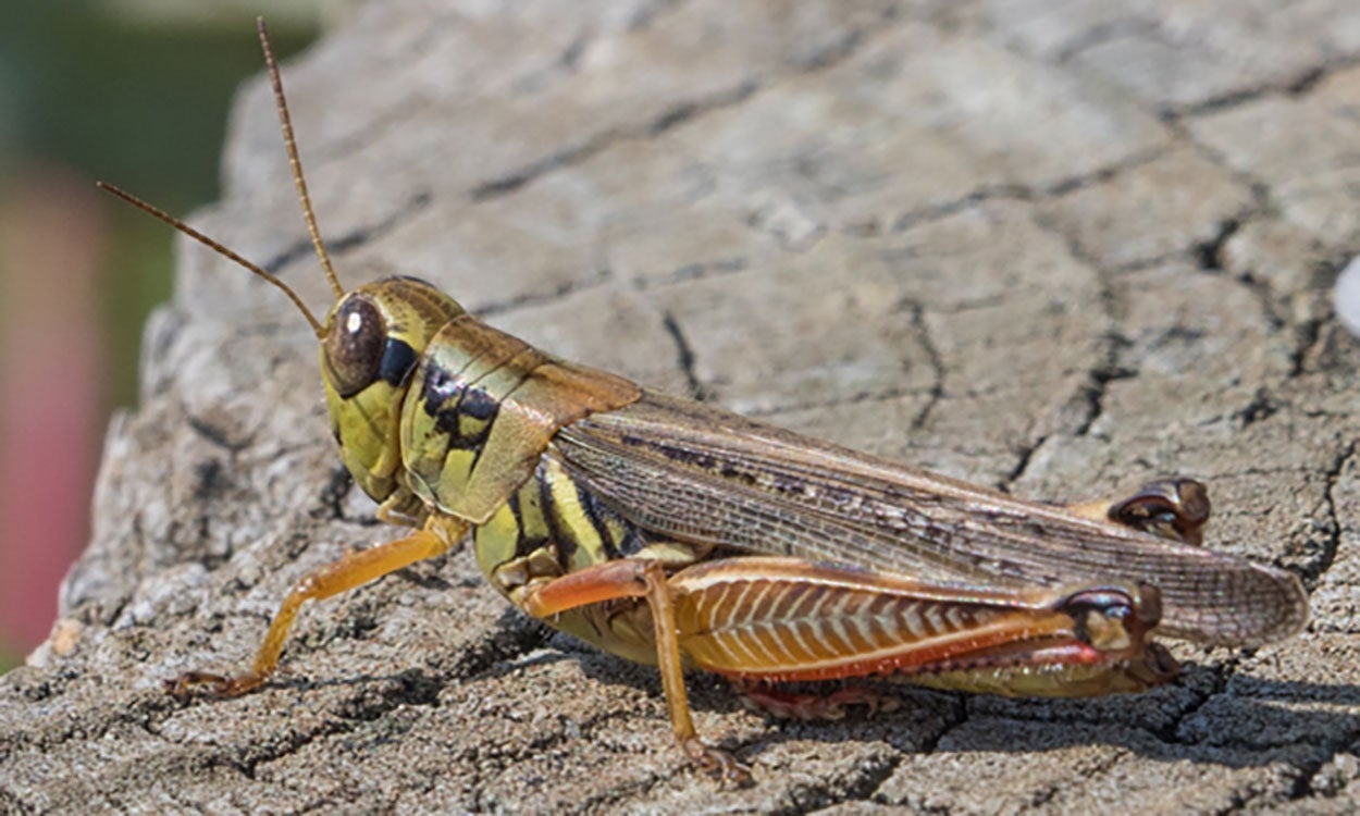 Light green grasshopper with reddish legs sitting on a tan surface.