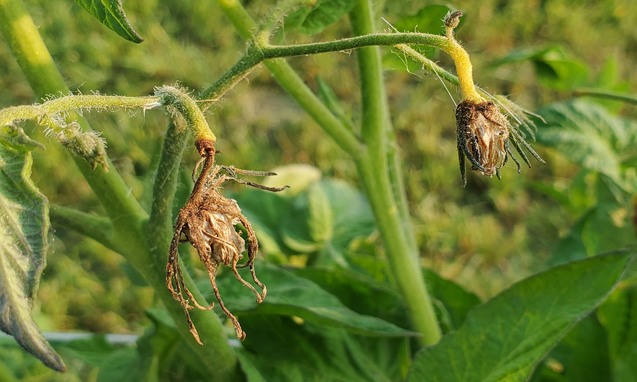 Tomato with aborted flowers.