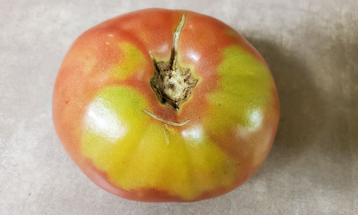Tomato fruit with yellow shoulders.