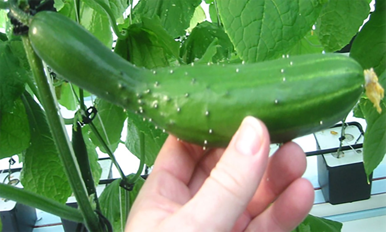 Cucumber fruit with abnormal growth.