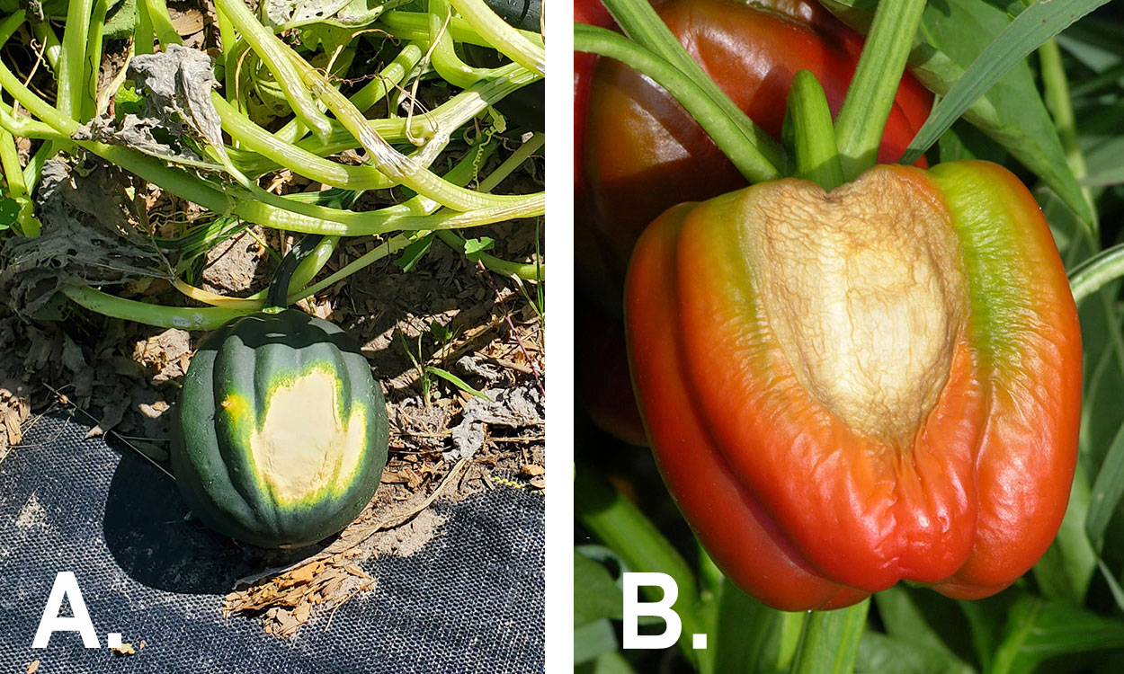 Sunburned acorn squash. Sun-scalded pepper fruit.