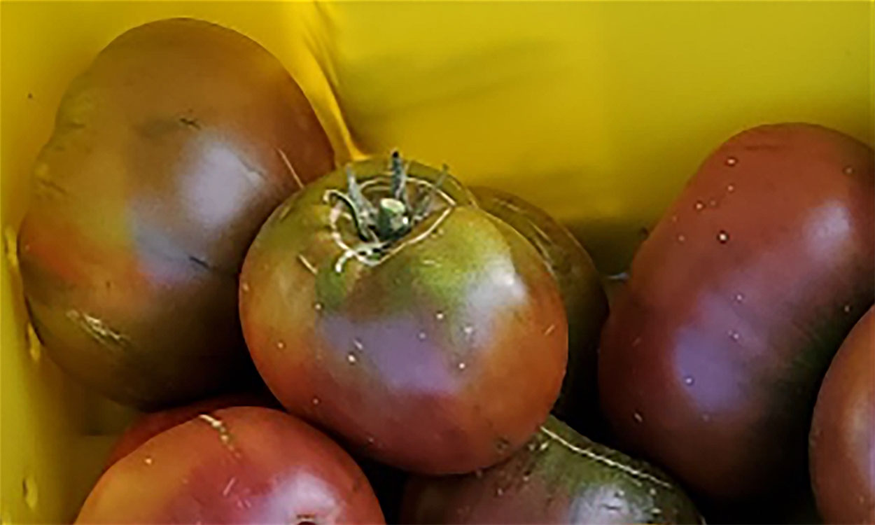 Cherokee Purple tomatoes.