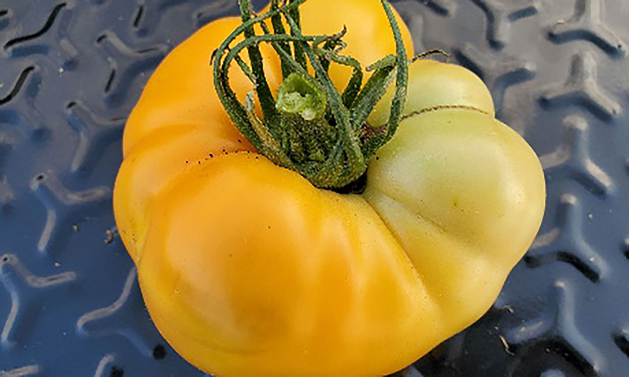 Yellow Brandywine tomato.