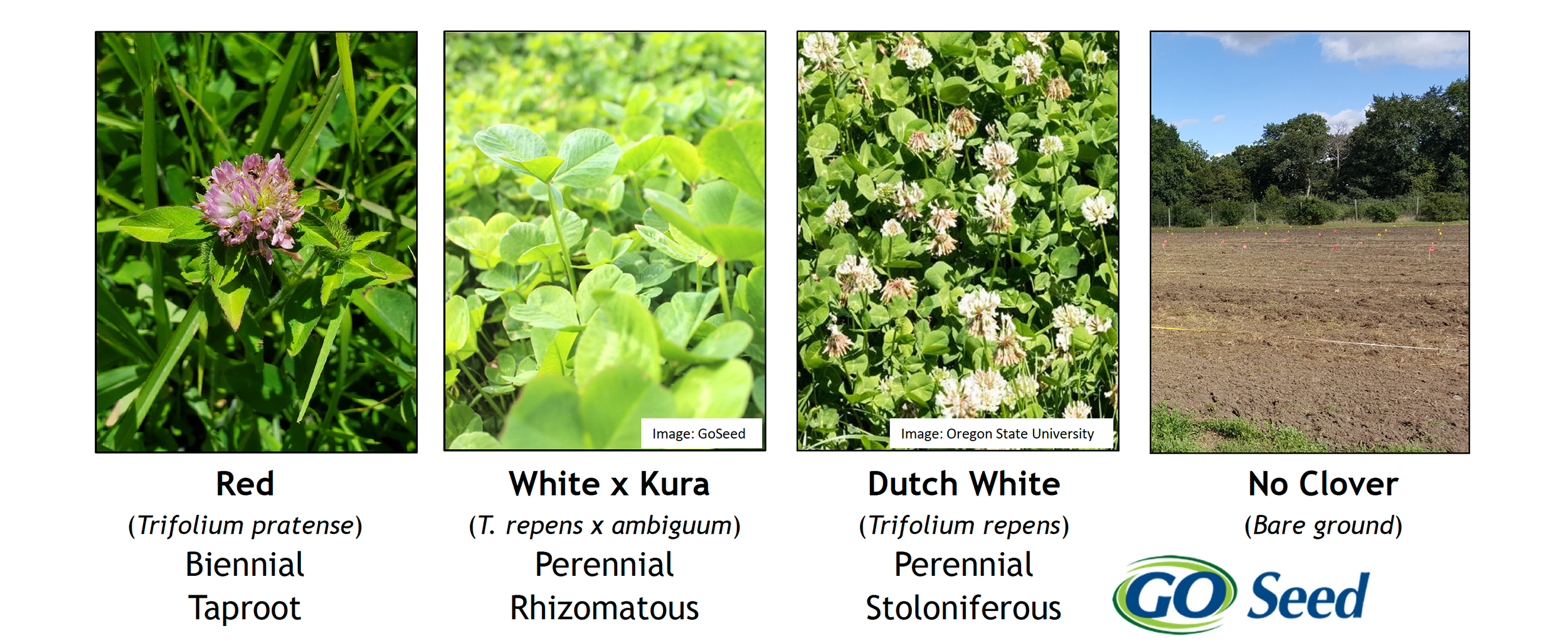 Red (Trifolium pratense) Biennial Taproot, White x Kura (T. repens x ambiguum)Perennial Rhizomatous, Dutch White (Trifolium repens) Perennial Stoloniferous, and a bare-ground control plot with no clovers.
