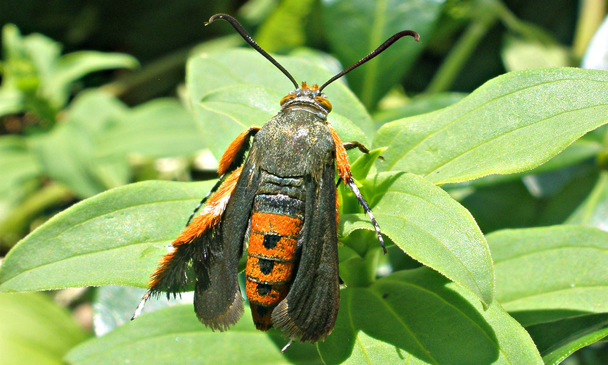 A reddish orange and black insect perched on a green plant. The insect has a reddish orange abdomen with a black dot on each segment. 