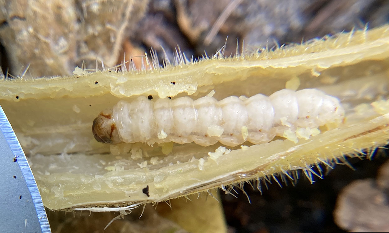 A creamy white larva with a light brown head inside of a plant stem. 