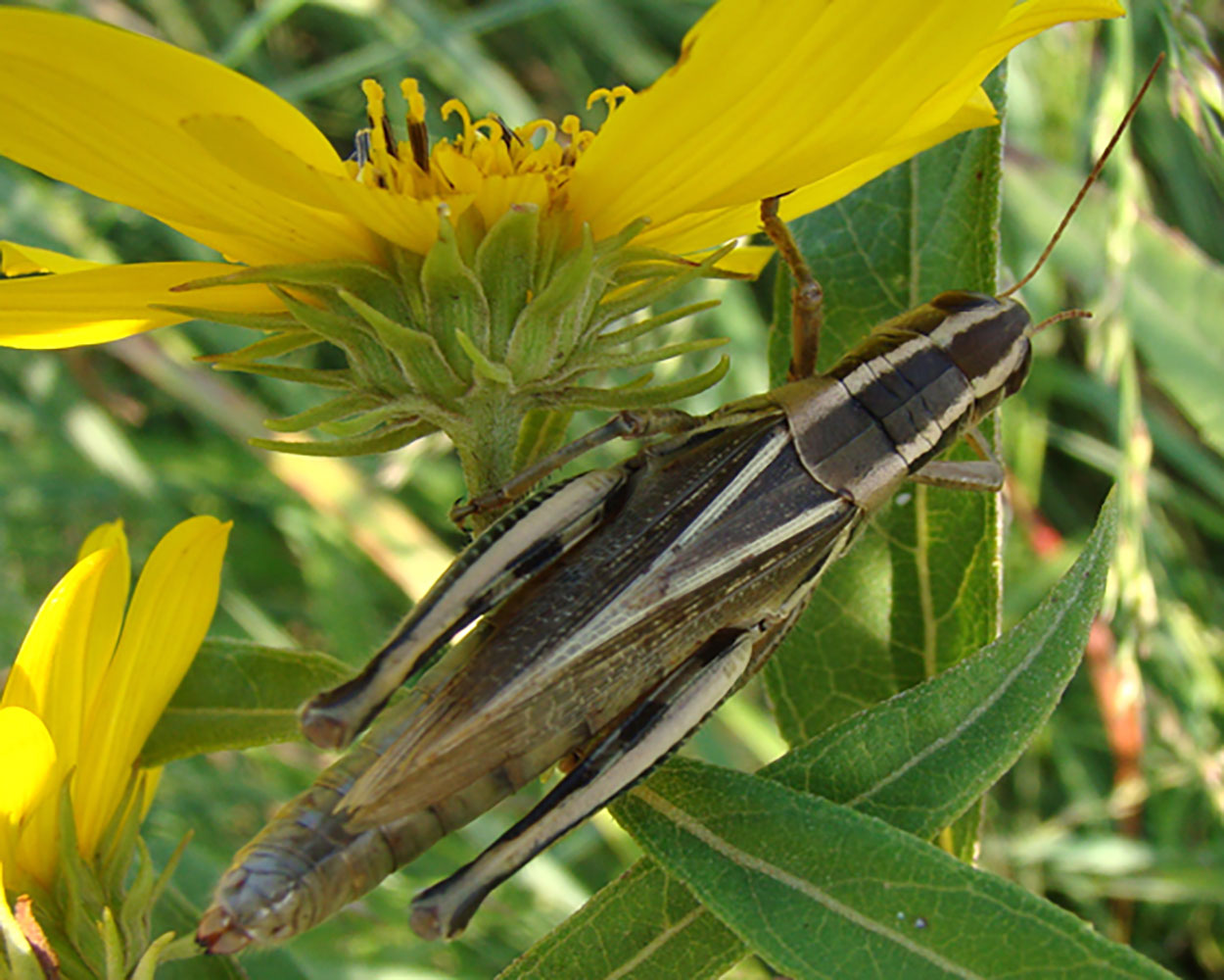 A grayish brown grasshopper with two light tan stripes along its head and back. The grasshopper is perched on a plant with a yellow flower.