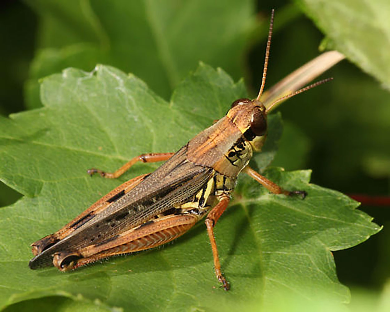 A brownish yellow grasshopper with reddish legs sitting on a green leaf. 