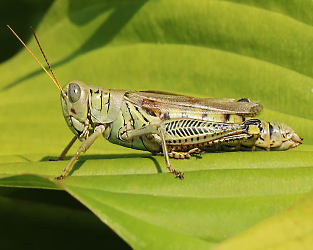 A light green grasshopper with black chevron markings on its hind legs.