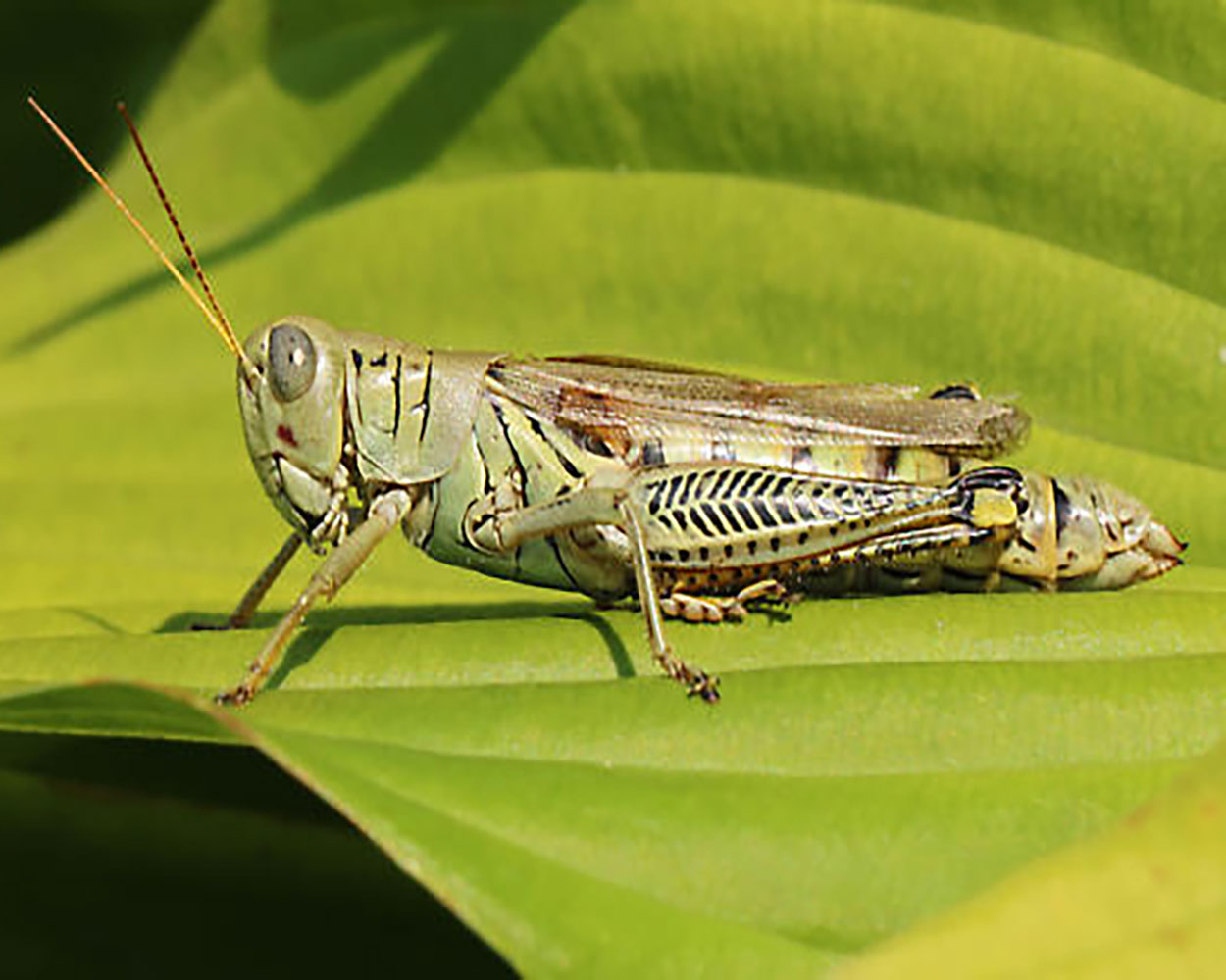 green grasshopper species