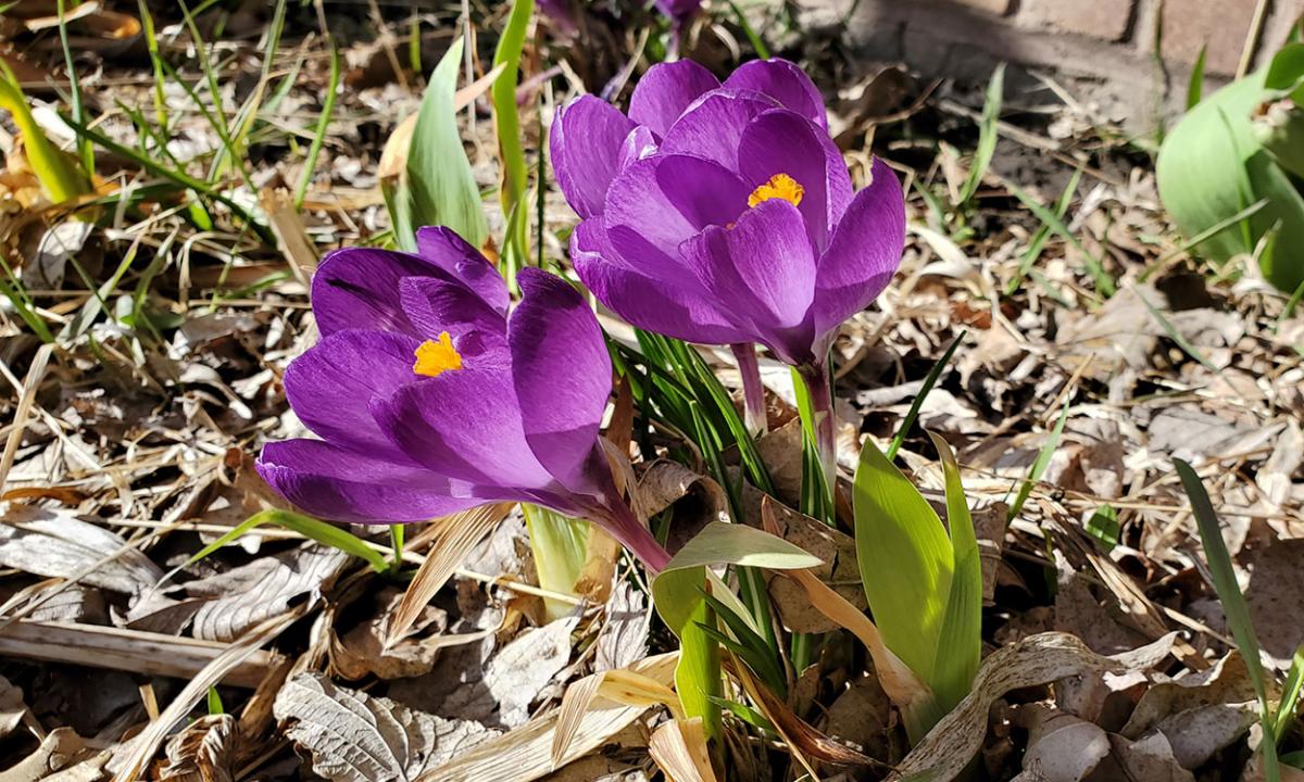 Purple crocus flower emerging in a garden in early spring.