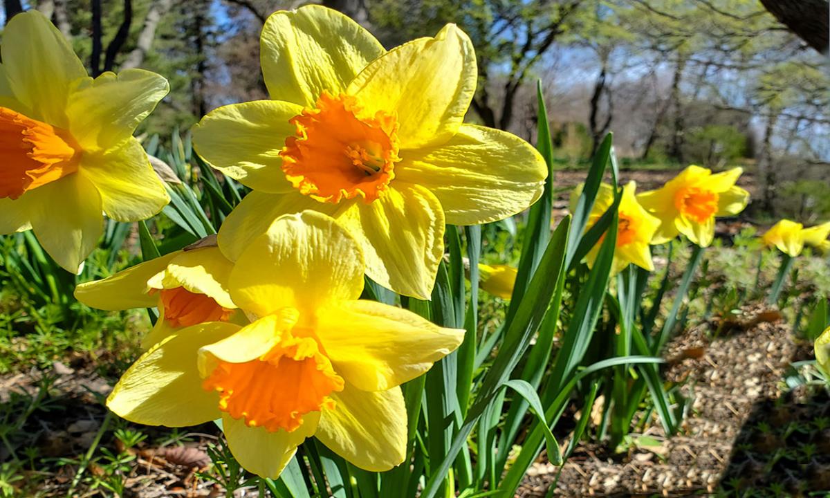 Bright, yellow daffodil flowers with orange centers blooming in early spring.