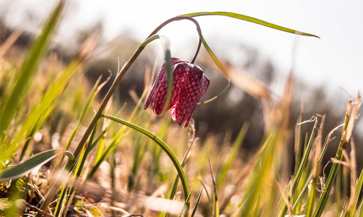 Fritillaria flower blooming in early spring.