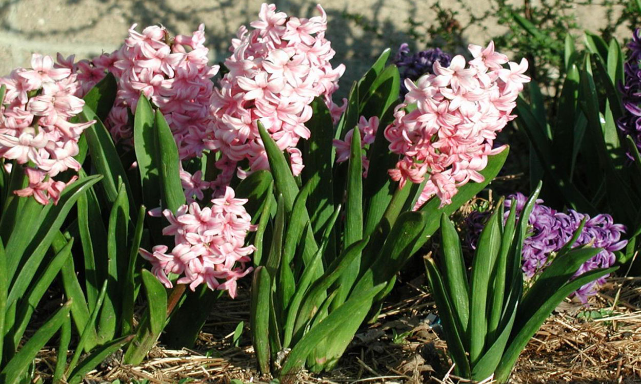 A group of green flowering plants with tall, thin clusters of pink and white flowers.