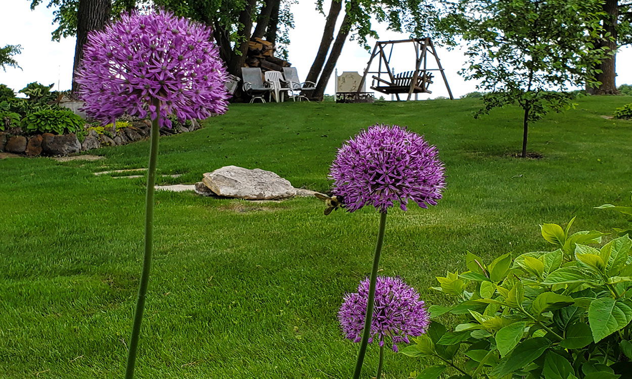 Purple allium flowers blooming in a garden.