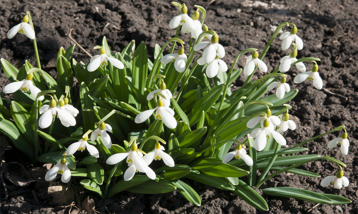 White Galanthus flowers blooming in early spring.