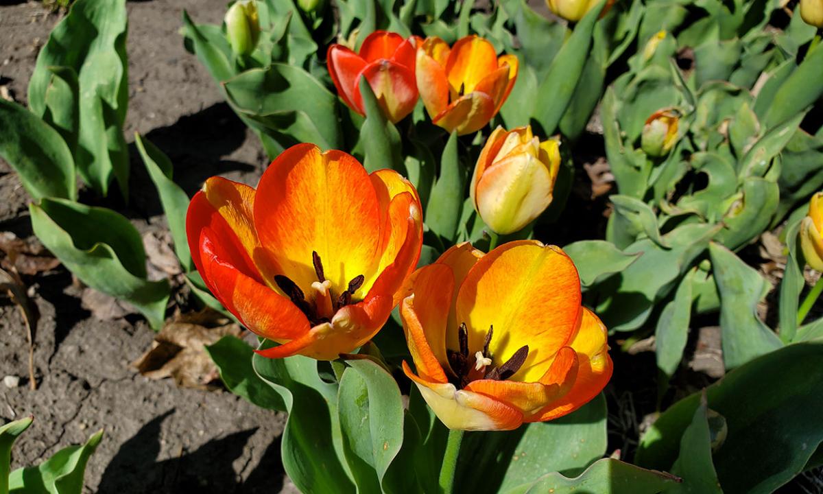Bright red to yellow tulip flowers blooming in a garden in early spring.