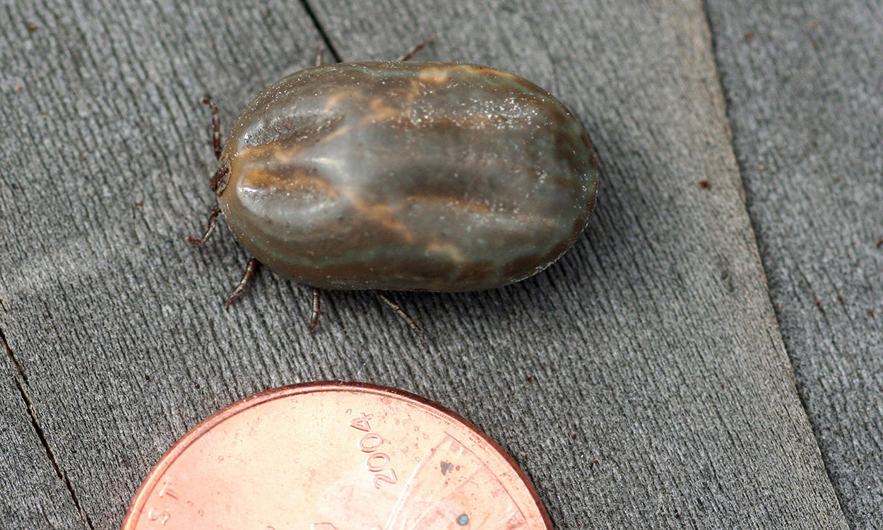 An oval-shaped, tan tick with eight legs and brown markings next to a copper penny on a gray, woodgrain background. The tick is as long as the penny.