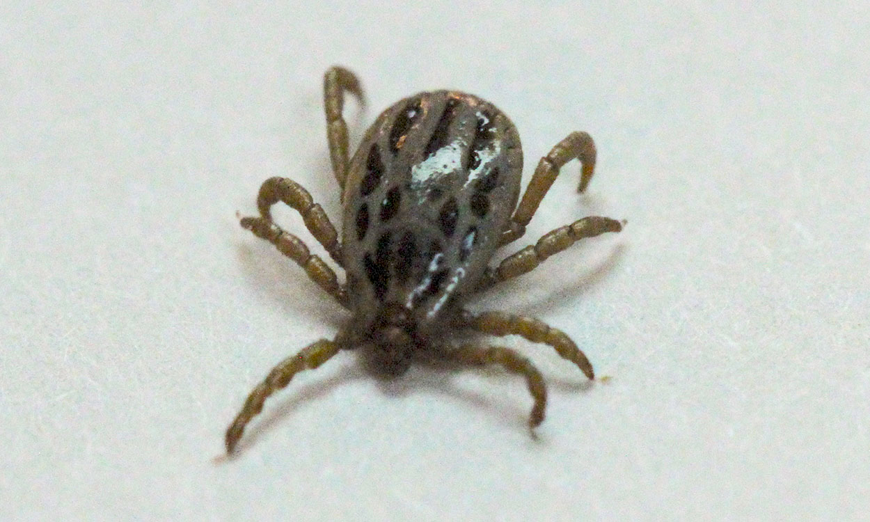 A teardrop-shaped, tan tick with eight legs and brown markings on a white background.